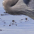Heron
